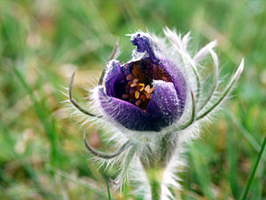 Backsippa i blomning Tidigt stadium