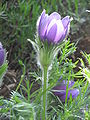 Anemone vulgaris