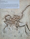 Raubsaurier (Compsognathus longipes Wagner), Oberer Jura, ca. 150 Mio. Jahre alt, Kelheim, Bayern