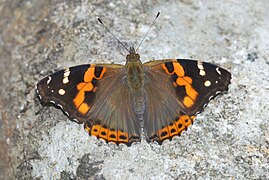 Vanessa indica