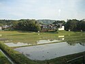 Spring rice paddy