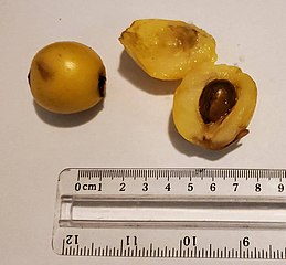 Ripe single-seeded loquats