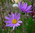 Senecio glastifolius