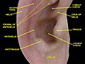 External ear. Right auricle. Lateral view.
