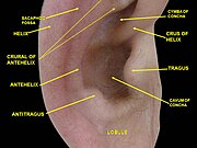 External ear. Right auricle.Lateral view.