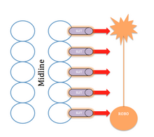 Slit as an Axon Repellant.