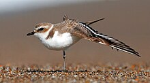 Photograph of a snowy plover in side view standing on its right leg and stretching the left leg and wing