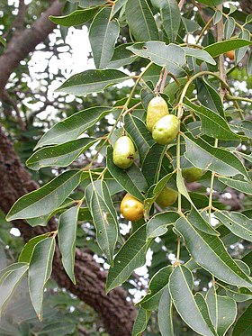 S. mombin frutificando perto de Fô, em Burquina Fasso.