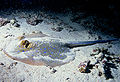 Image 71Bluespotted ribbontail ray resting on the seafloor (from Demersal fish)