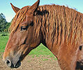 Image 7The pinna of a horse's ears can rotate in any direction to pick up sounds (from Equine anatomy)