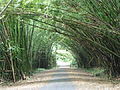 Bamboo Cathedral