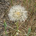 Сім'янки козельців лучних (Tragopogon dubius)