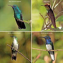 Four hummingbirds