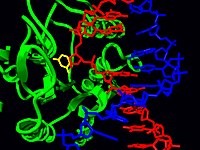 Model of uracil DNA glycosylase and flipped uracil residue