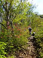 ツツジ咲く登山道