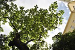 Blauglockenbaum (Paulownia tomentosa)