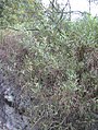 Acacia retinodes habit