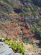 Aeonium glutinosum