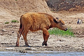 Two-week-old red calf At Kazinga Channel in Uganda