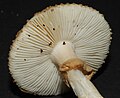 ひだが柄に対して垂生する Amanita australis