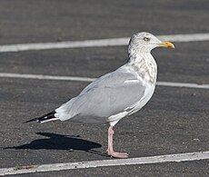 שחף הרינג אמריקאי