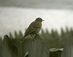 Skärpiplärka (Anthus petrosus)