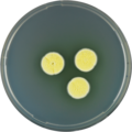 Aspergillus campestris growing on CYA plate