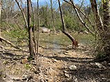 A Vizsla standing near the Little Barton Creek confluence