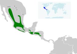 Distribución de Basilinna leucotis