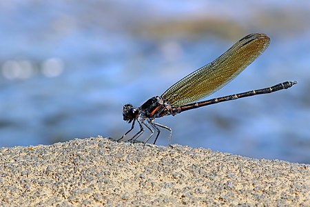 Dysphaea ethela male