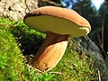 Boletus badius