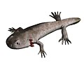 Branchiosaurus, a Permian genus