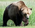 Image is currently used in Alaska Peninsula brown bear and formerly used in Brown bear