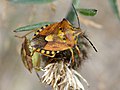 Carpocoris purpureipennis Pentatomidae