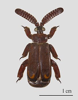 Cerapterus pilipennis