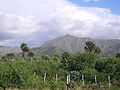 Landscape with caranday palms