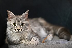 Image illustrative de l’article Maine coon