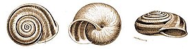 Chilostoma trizona