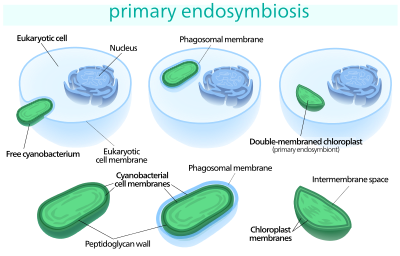 The primary endosymbiosis of chloroplasts consisted of a cyanobacterium being engulfed by a larger eukaryotic cell.