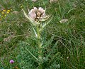 Cirsium spinosissimum