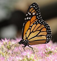 Un papillon monarque (Danaus plexippus). On le rencontre en Amérique, en Australie, en Nouvelle-Zélande, en Nouvelle-Guinée et dans les îles Canaries. D'une envergure de 100 mm, il se reconnaît grâce à ses ailes orange et noires. (définition réelle 2 461 × 2 634)