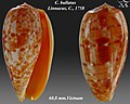 Conus bullatus Linnaeus, C., 1758