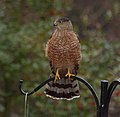 Cooper's Hawk