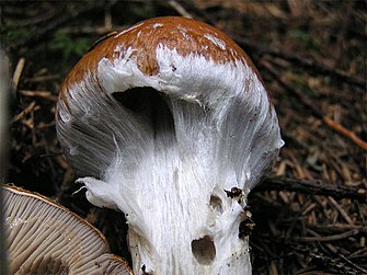 A cobweb-like cortina of Cortinarius claricolor