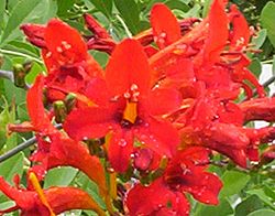 Flores de crocosmia.