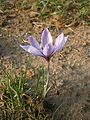 Crocus sativus