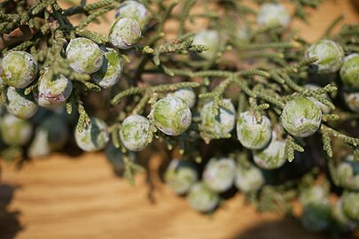 Unripe juniper berries