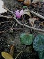 Cyclamen purpurascens