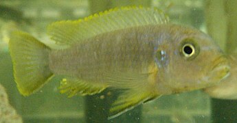 Cynotilapia axelrodi femelle.