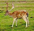 Fallow deer